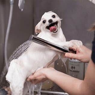 Small white dog being bathed during grooming in Green Valley, AZ