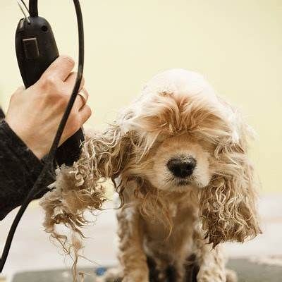 Dog with floppy ears receiving a haircut at a Green Valley grooming session