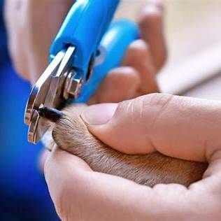 Dog nail trimming service in Green Valley, AZ
