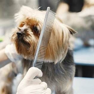 Terrier being combed during dog grooming appointment in Green Valley, AZ