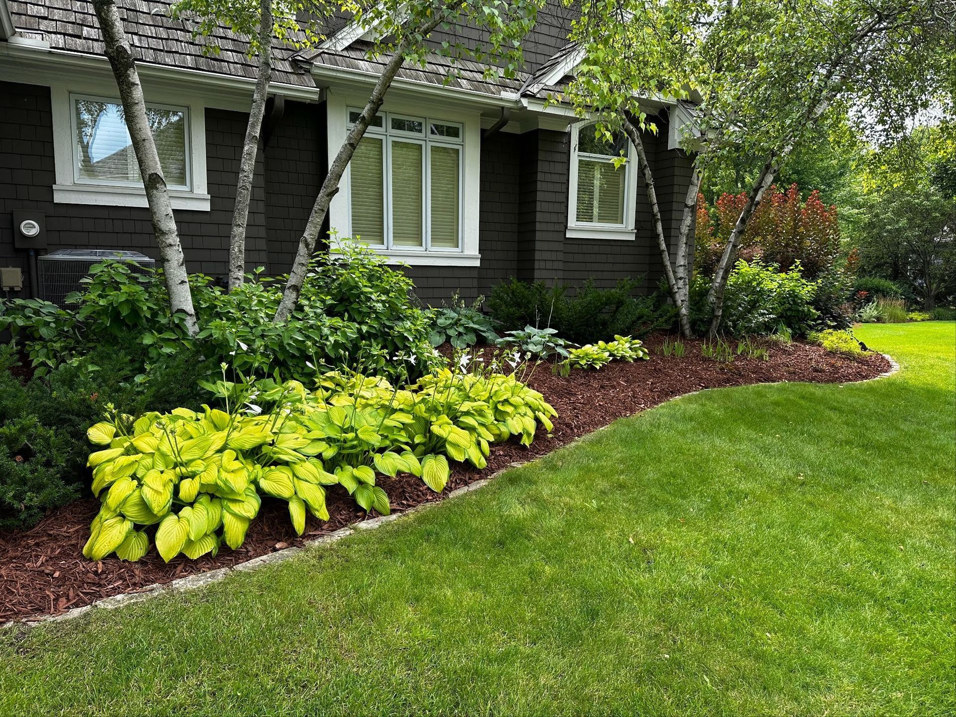 Looking up at the trees in a forest.