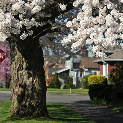 A cherry tree in blossom on a neighborhood street.