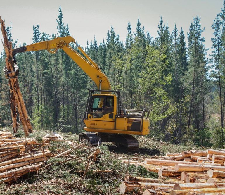 Une excavatrice jaune coupe des bûches dans une forêt
