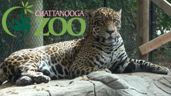 A leopard is laying on a rock at the chattanooga zoo