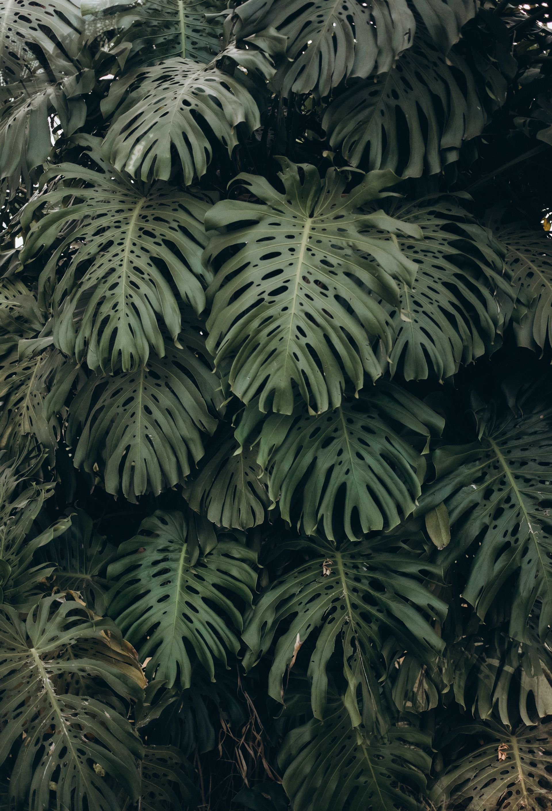 A bunch of green leaves are growing on a tree.