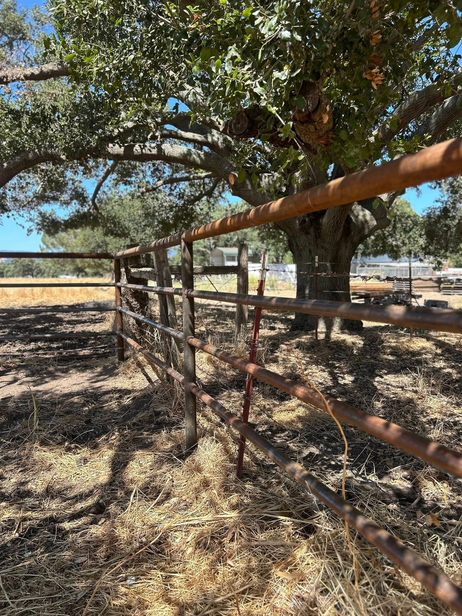 Rusty metal fence in a dry field, with a large tree in the background.