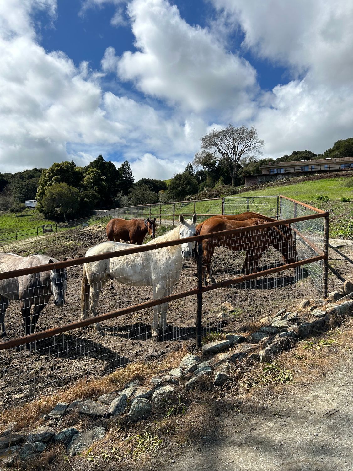 Horses of various colors stand behind a fence in a grassy field under a cloudy blue sky.