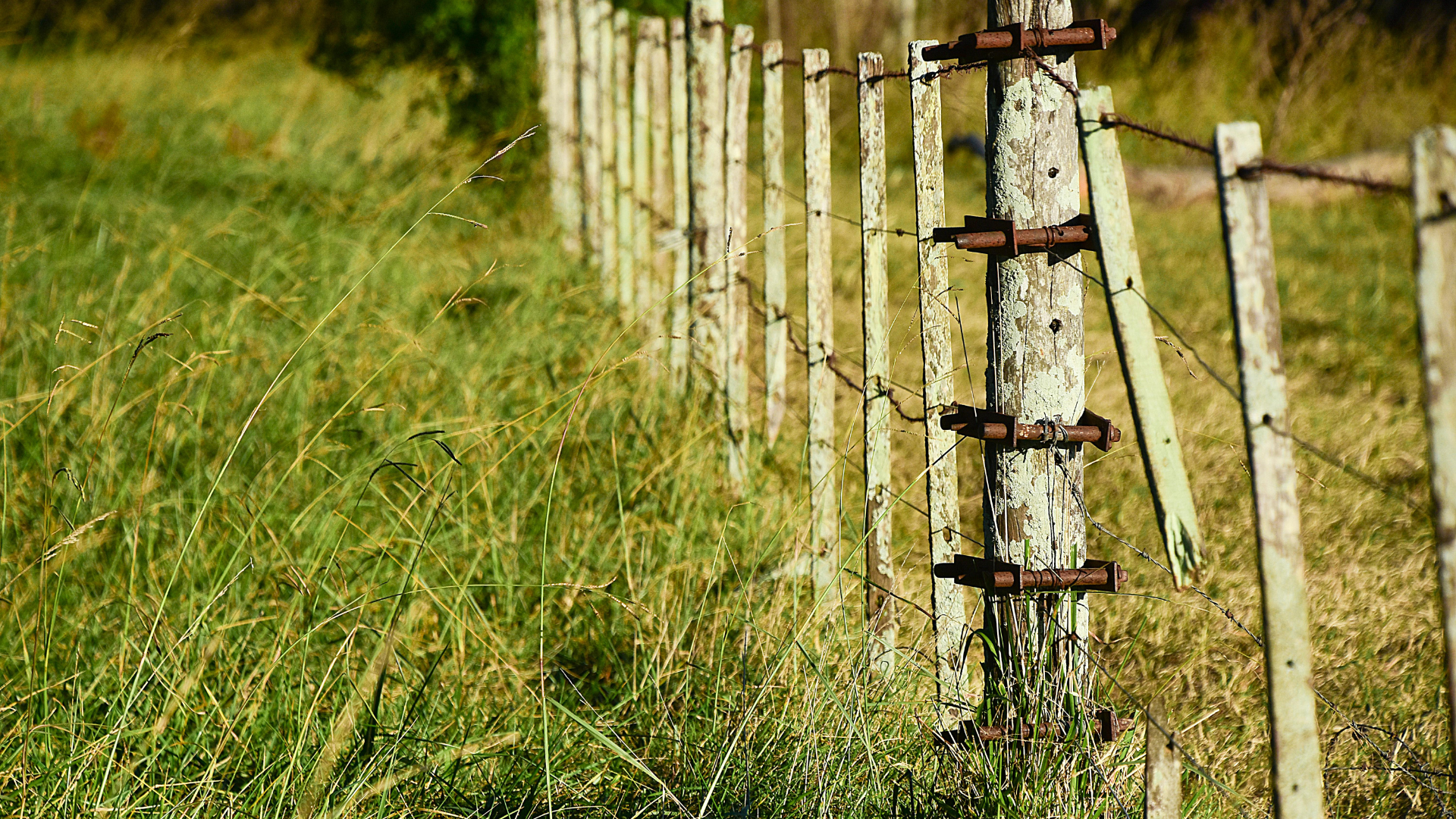 Fence posts and wire in a grassy field.