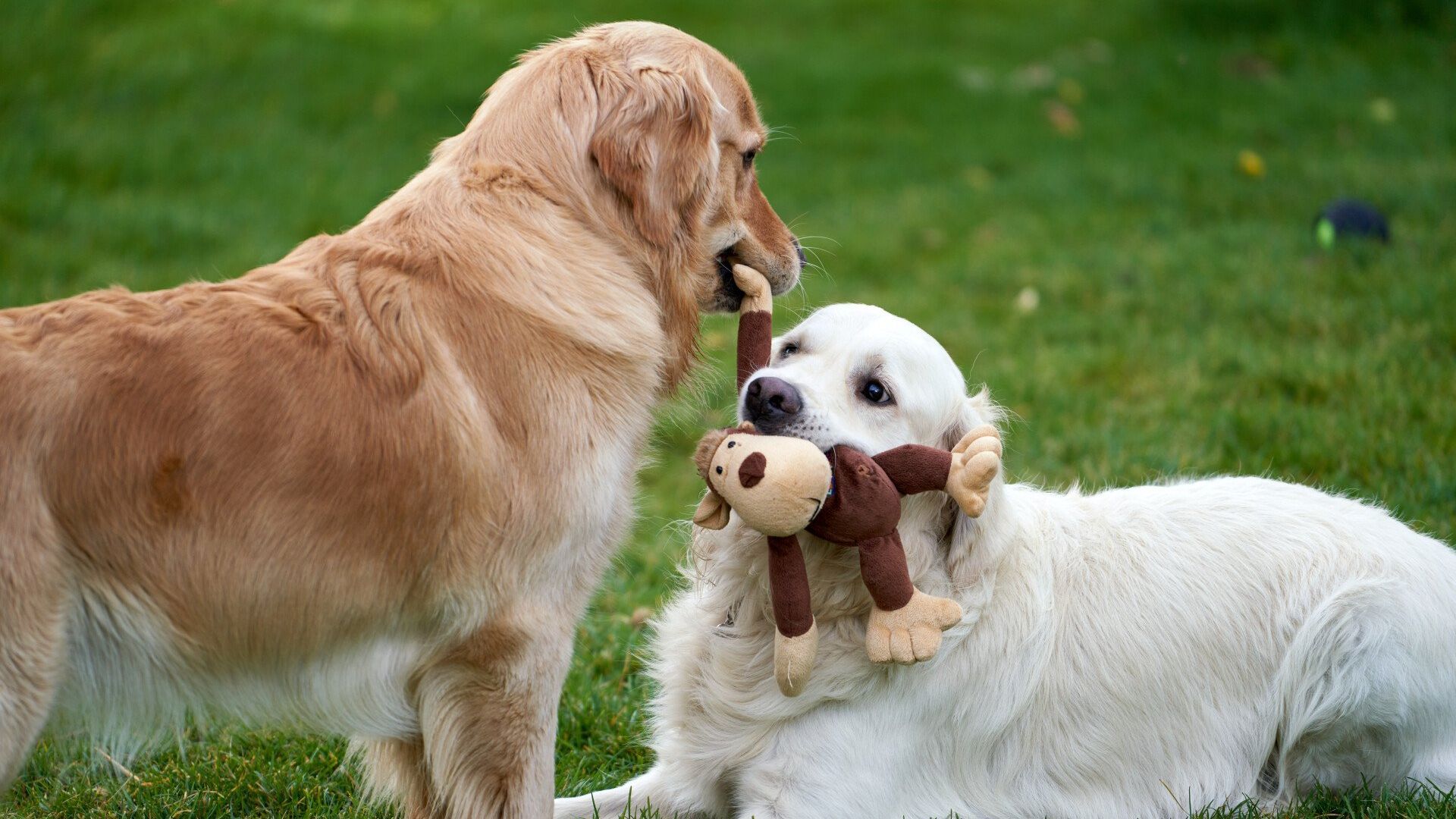 Two dogs playing in a grassy land