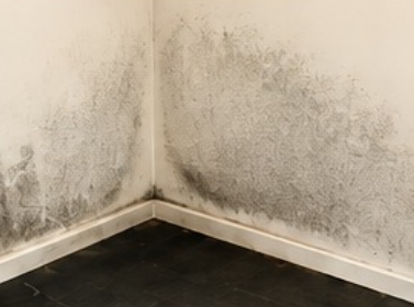 Condensation and Damp in Garden Gyms Damp and mould on an internal wall showing condensation problems in a poorly insulated garden gym