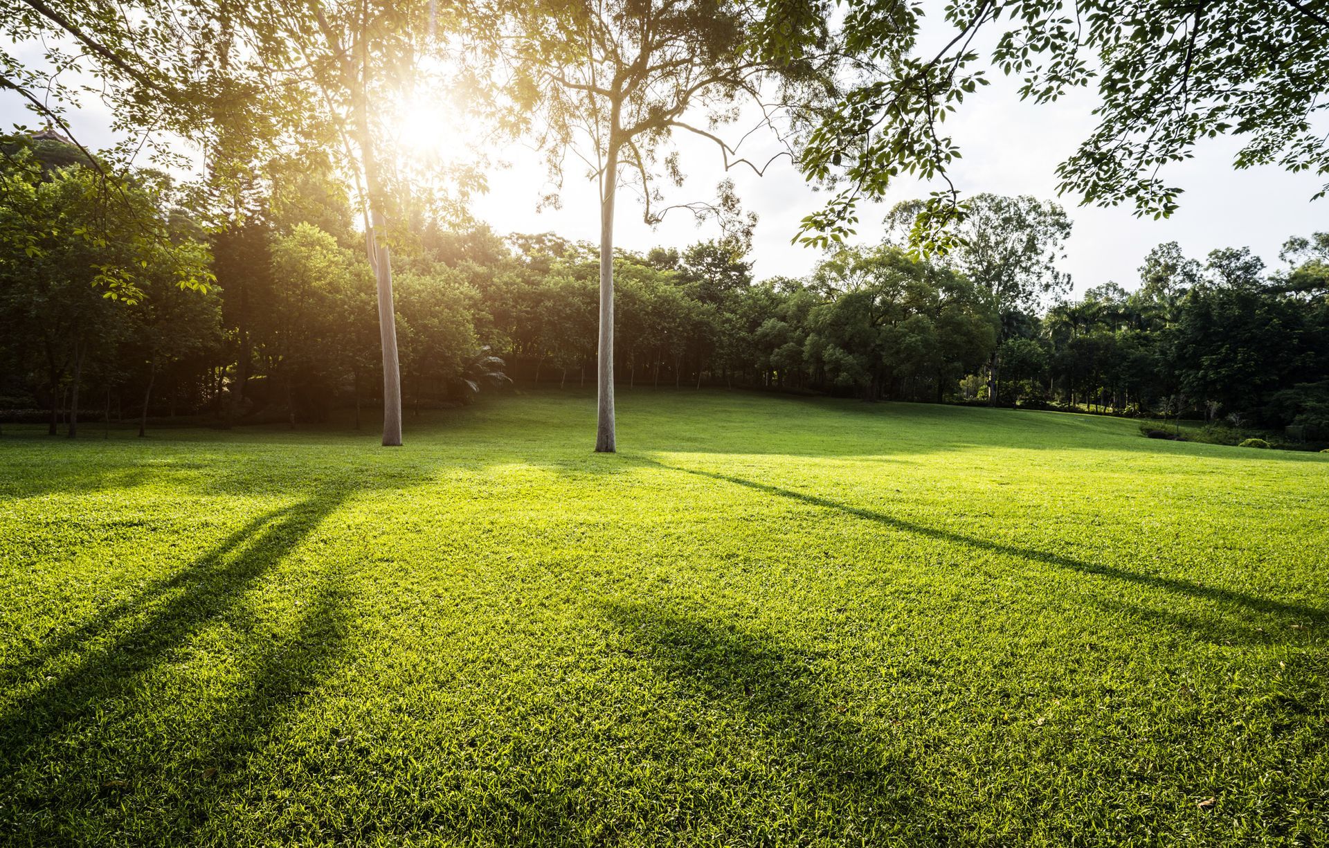 Il sole splende attraverso gli alberi e proietta un'ombra sull'erba.