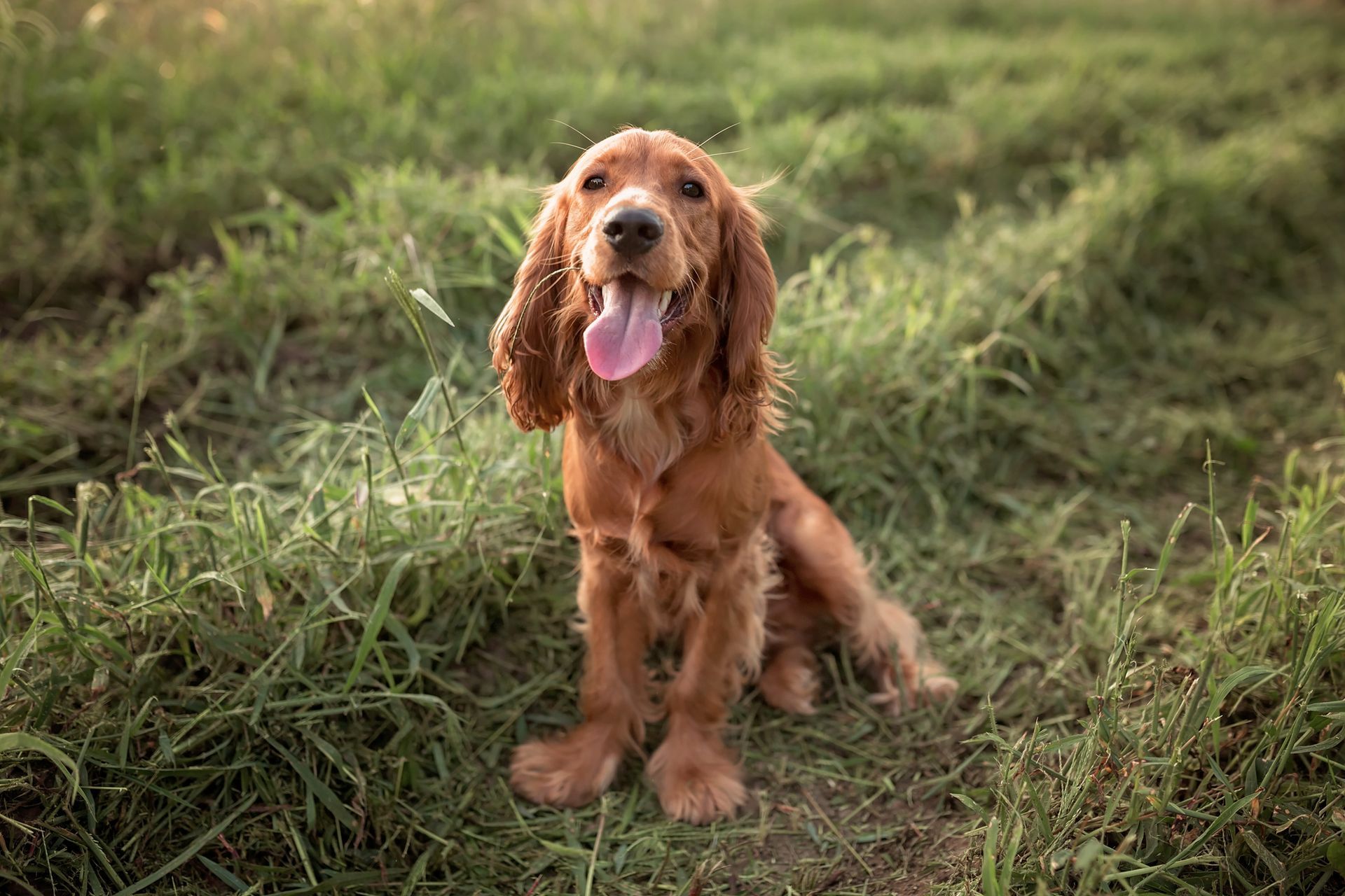 Un cocker spaniel è seduto sull'erba con la lingua fuori.
