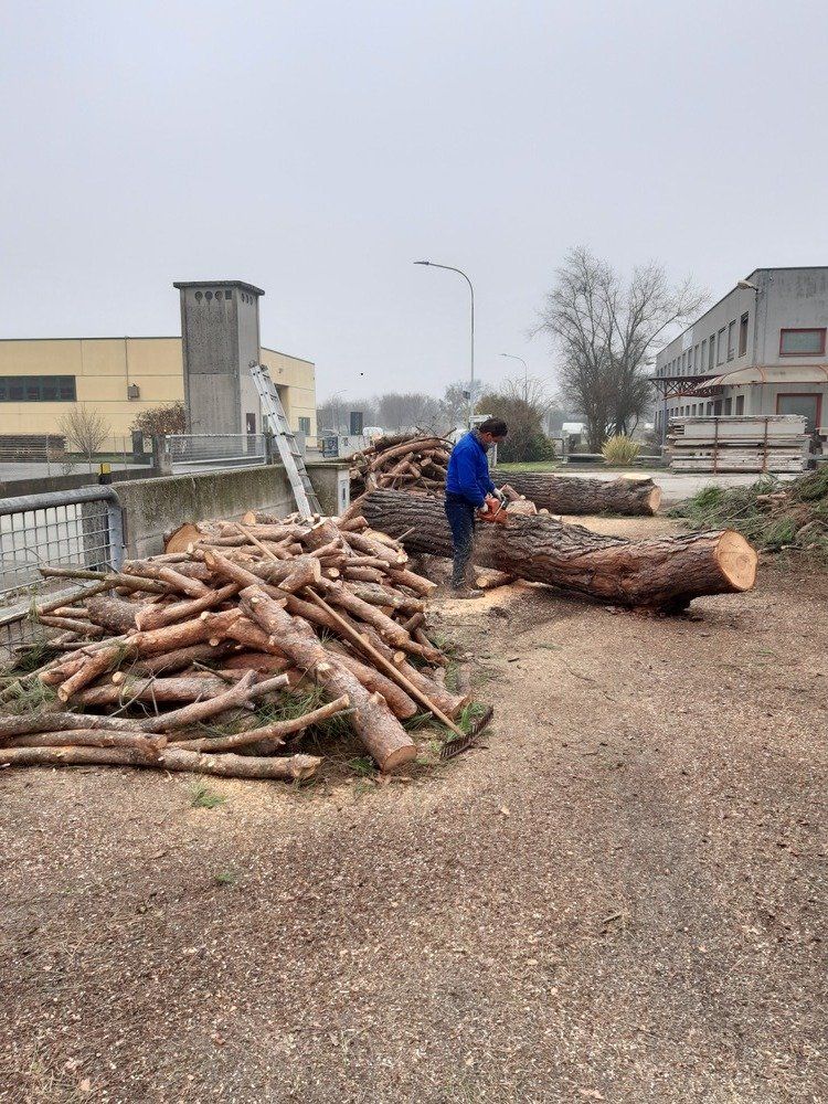 abbattimento alberi