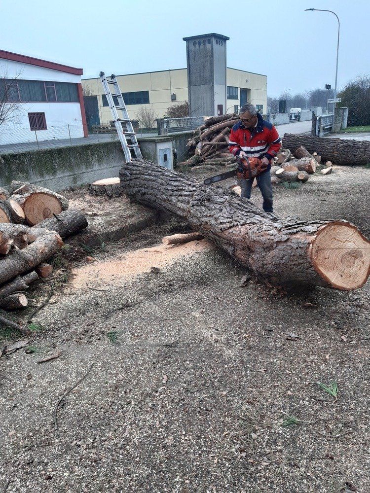 taglio alberi