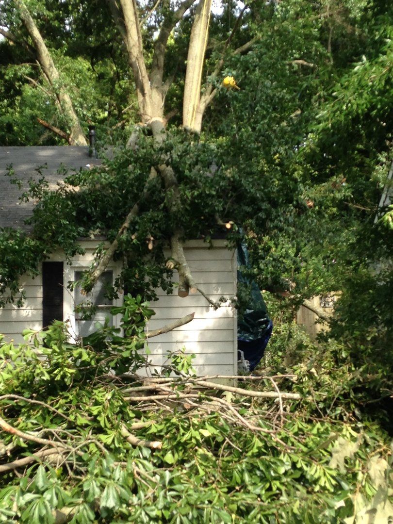 A large tree fallen on a white house, branches blocking the entrance.
