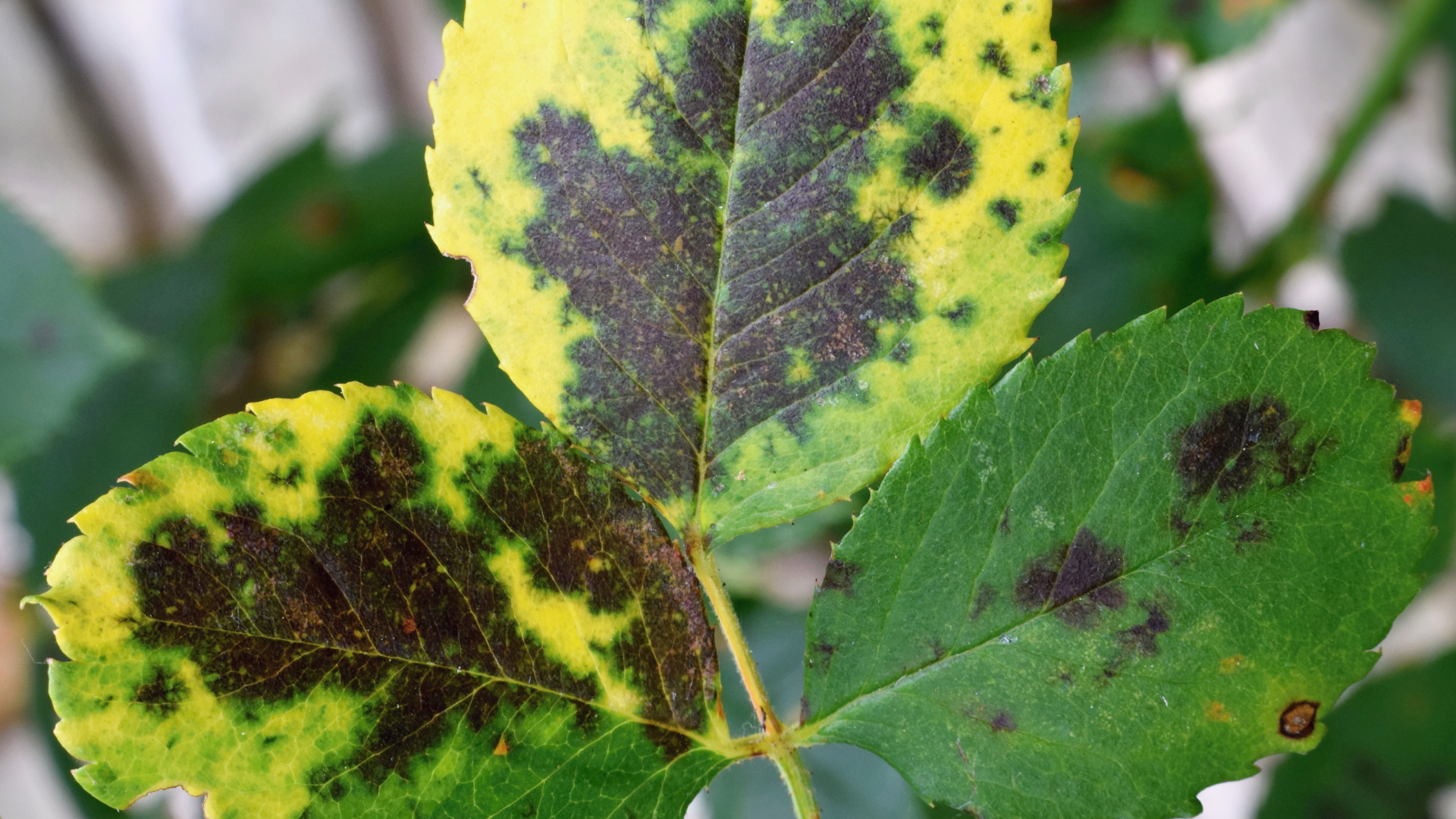 Rose leaves with black spot disease, showing yellowing and dark lesions.