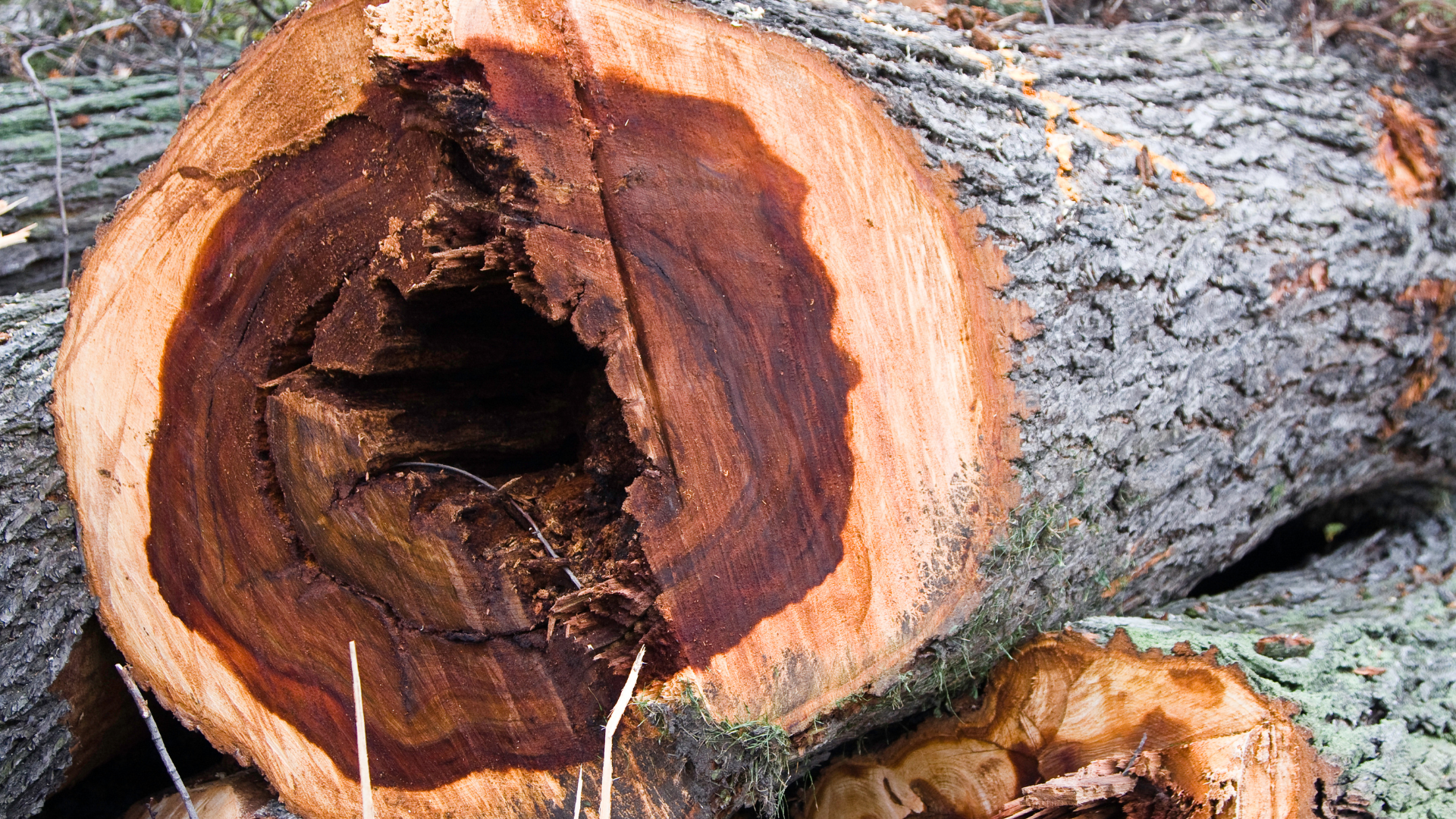 Professional Tree Pest & Disease Management | Whidbey