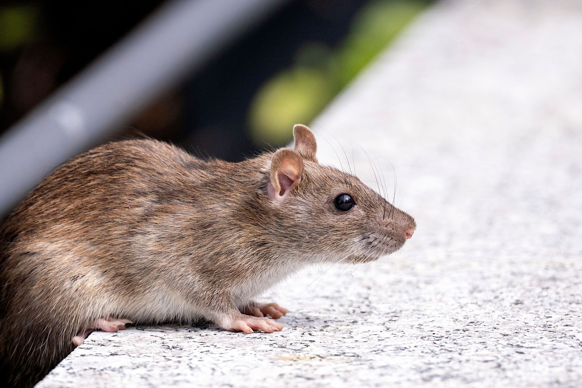 Brown rat on a light concrete ledge, seen in profile outdoors