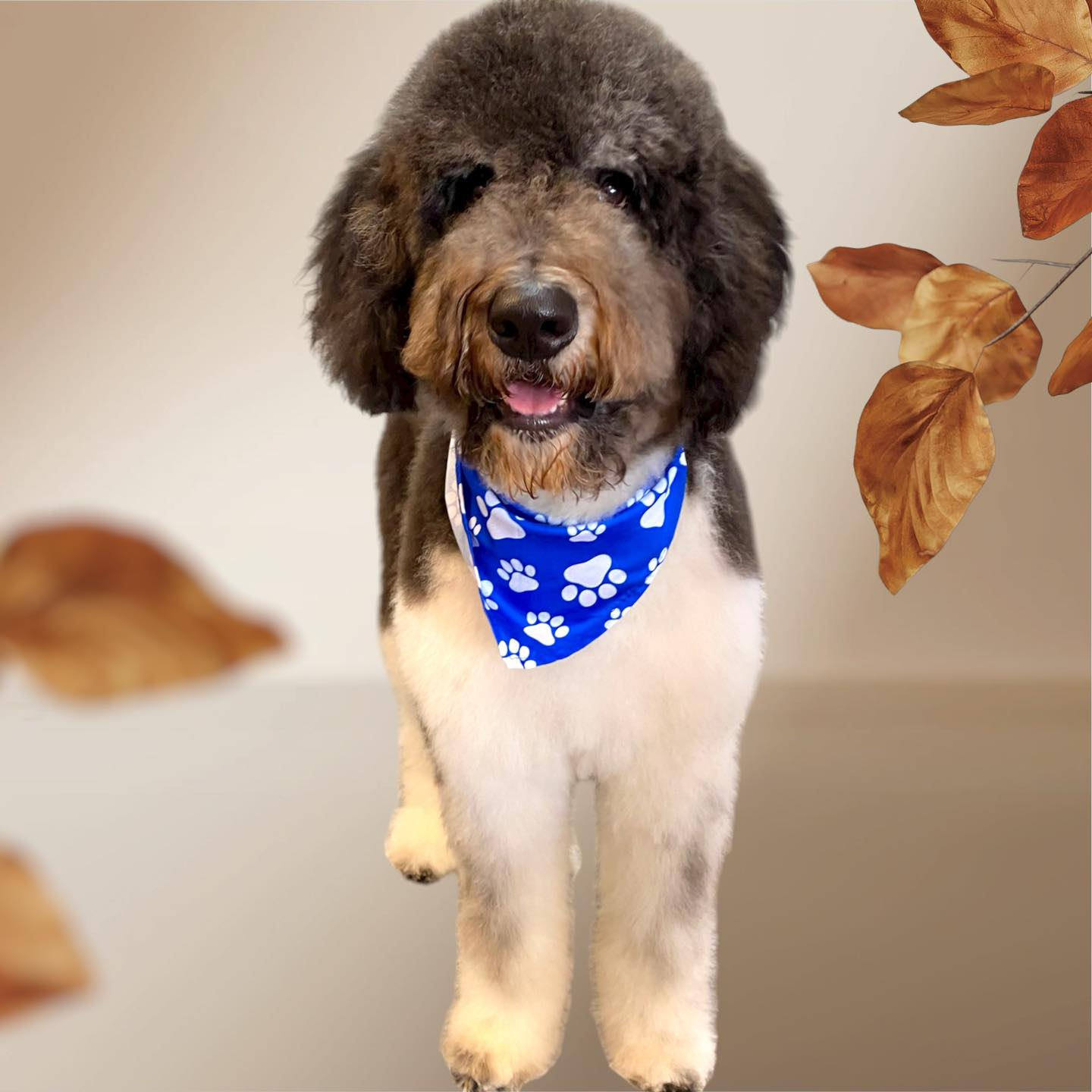A fluffy dog with a blue paw print bandana. The dog has a dark head, white body, and is looking at the camera.