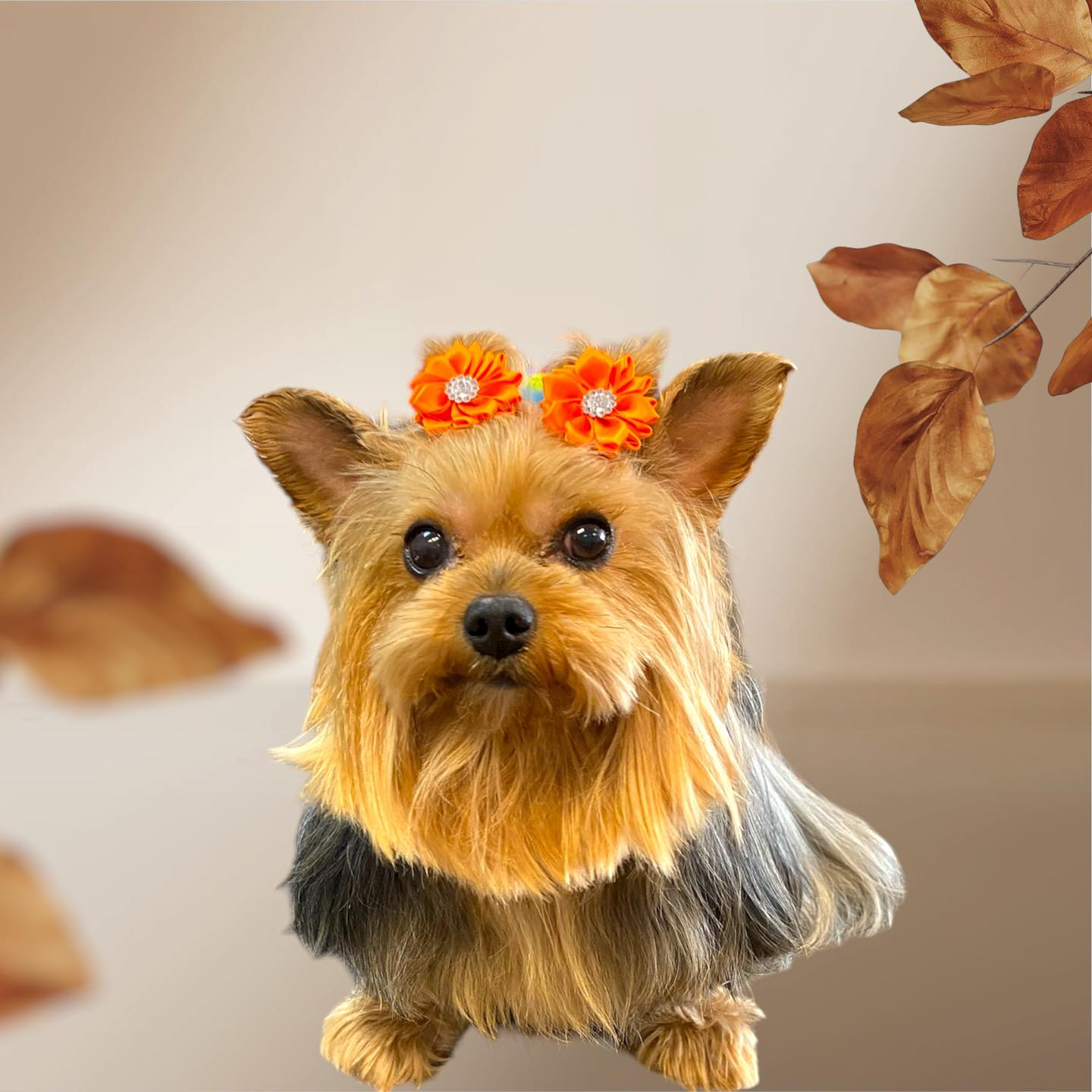 Yorkshire Terrier with orange flower hair clips, looking forward.