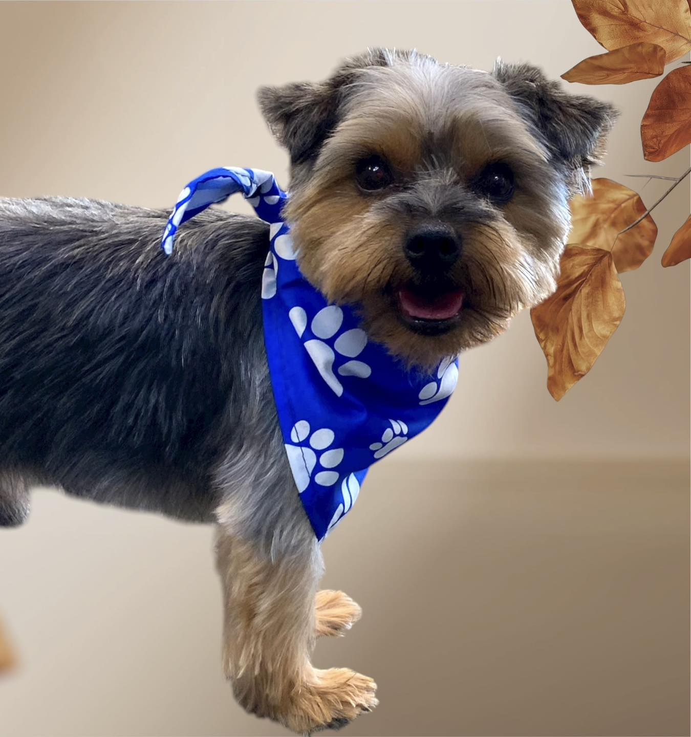 Yorkshire Terrier with blue paw print bandana, smiling.