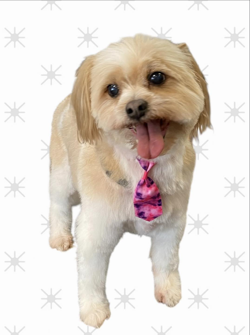 Tan and white dog with a pink tie, tongue out, on a white background with star shapes.