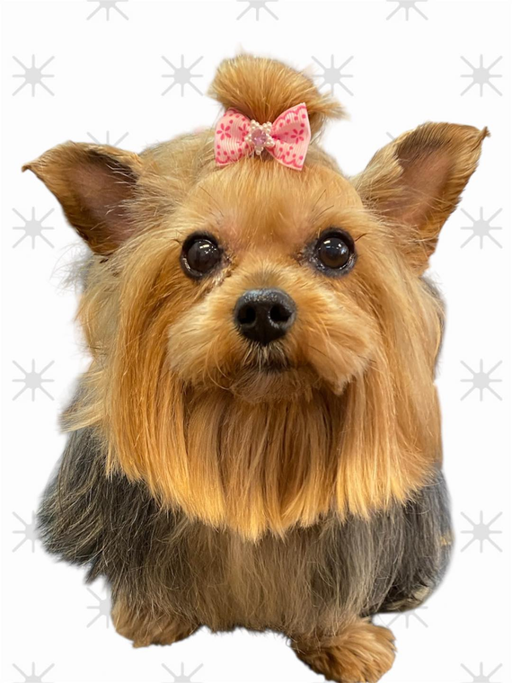 Yorkshire Terrier dog with pink bow, brown and gray fur.