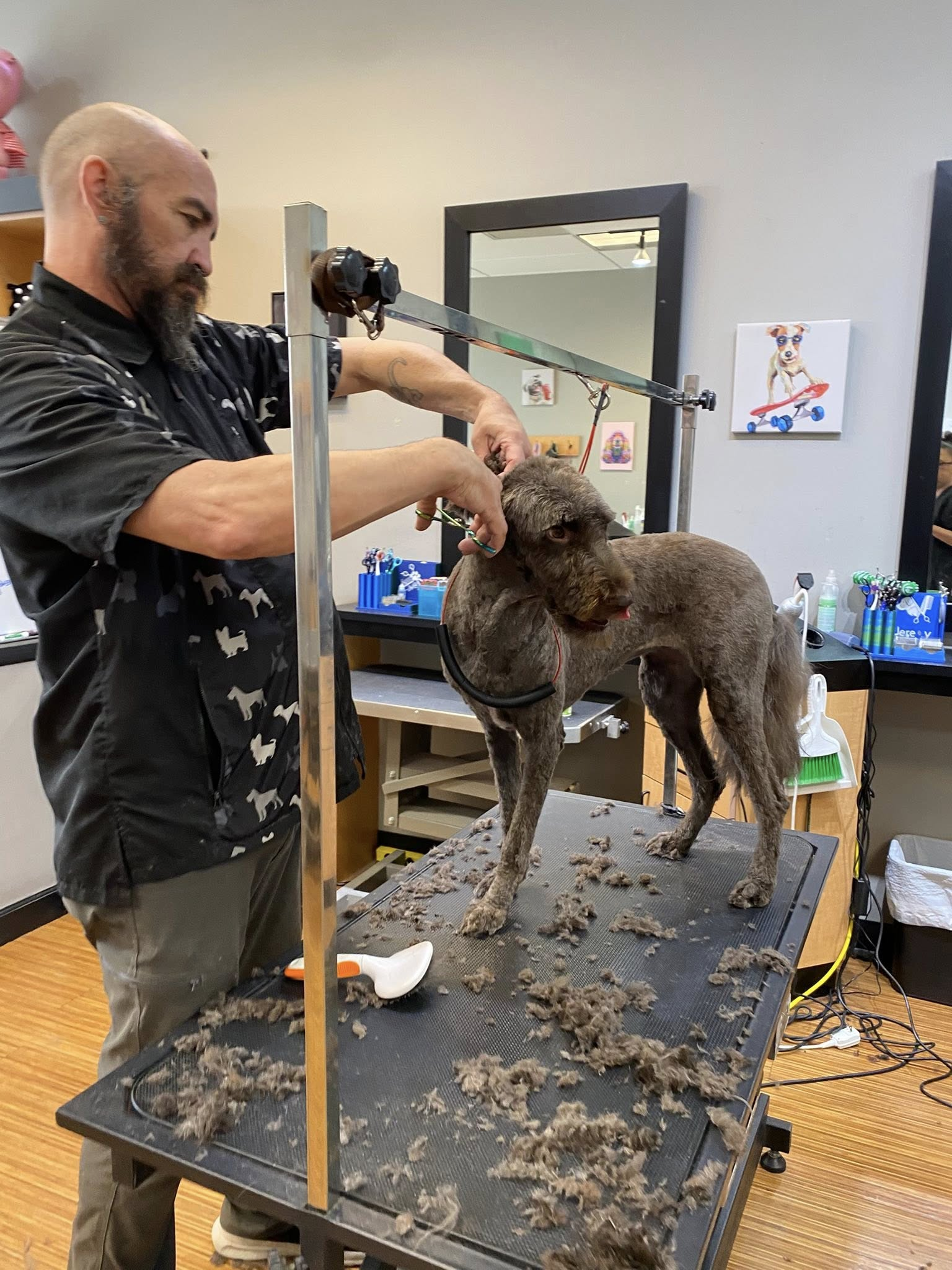 A groomer, standing, trims a brown poodle on a grooming table at a salon.