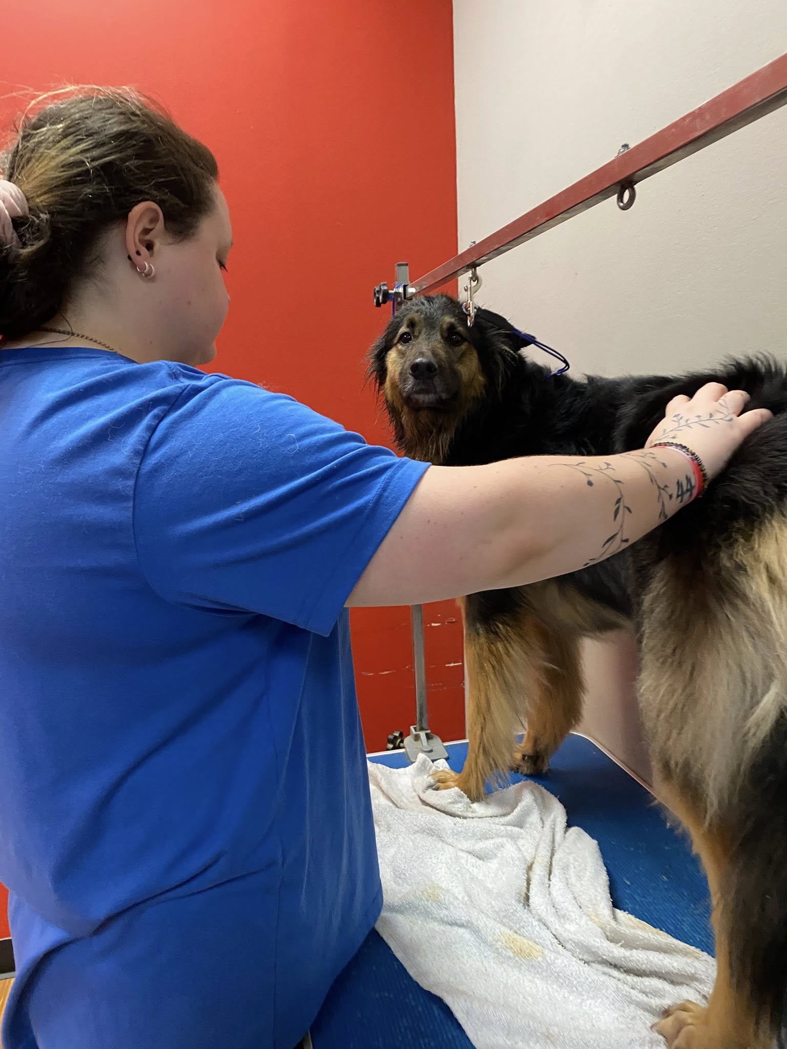 Woman grooming a long-haired dog in a grooming salon. The dog is black and tan; the woman wears a blue shirt.
