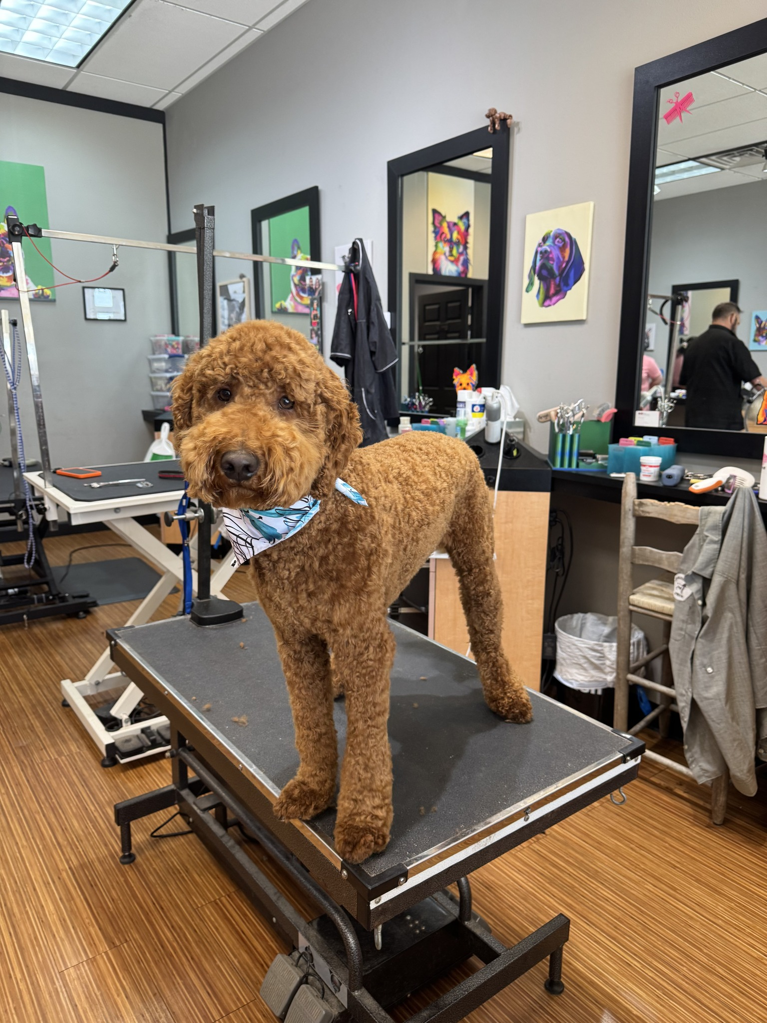 A brown poodle with a bandana stands on a grooming table in a salon.