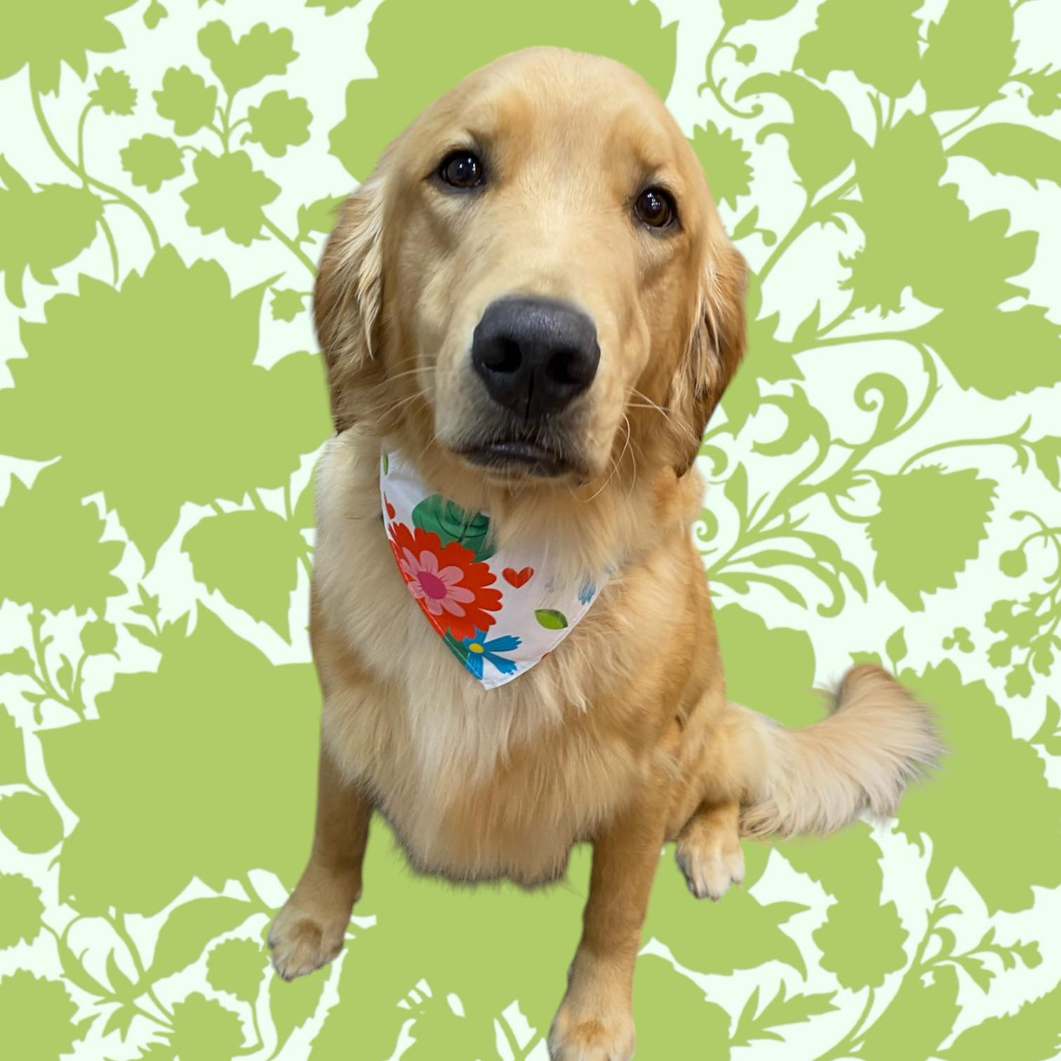 Golden retriever wearing a floral bandana, sitting in front of a green floral background.