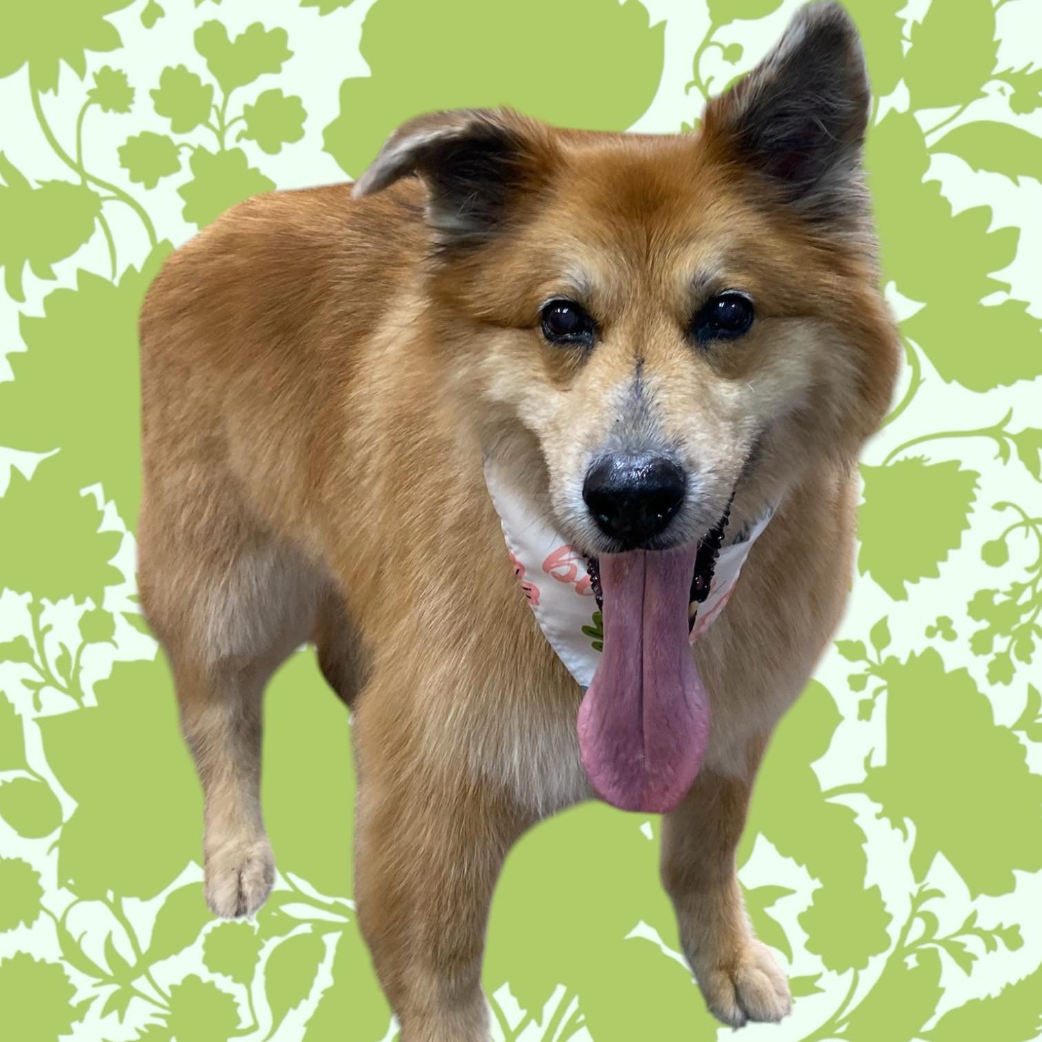 A golden-brown dog with tongue out, wearing a floral bandana, stands against a green floral background.