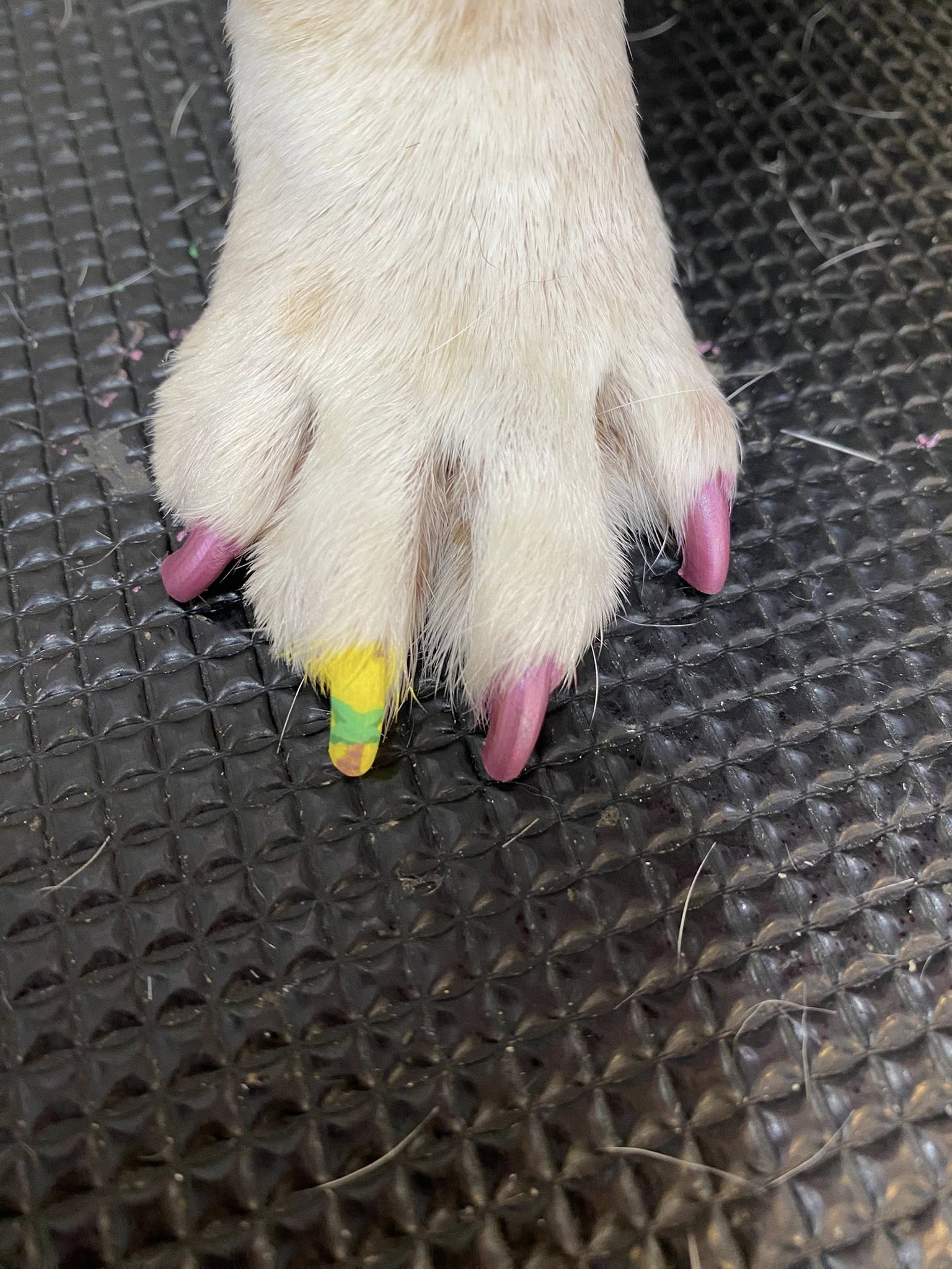 Dog's paw with pink nail polish on three toes and a bandaged, yellow and green taped toe.