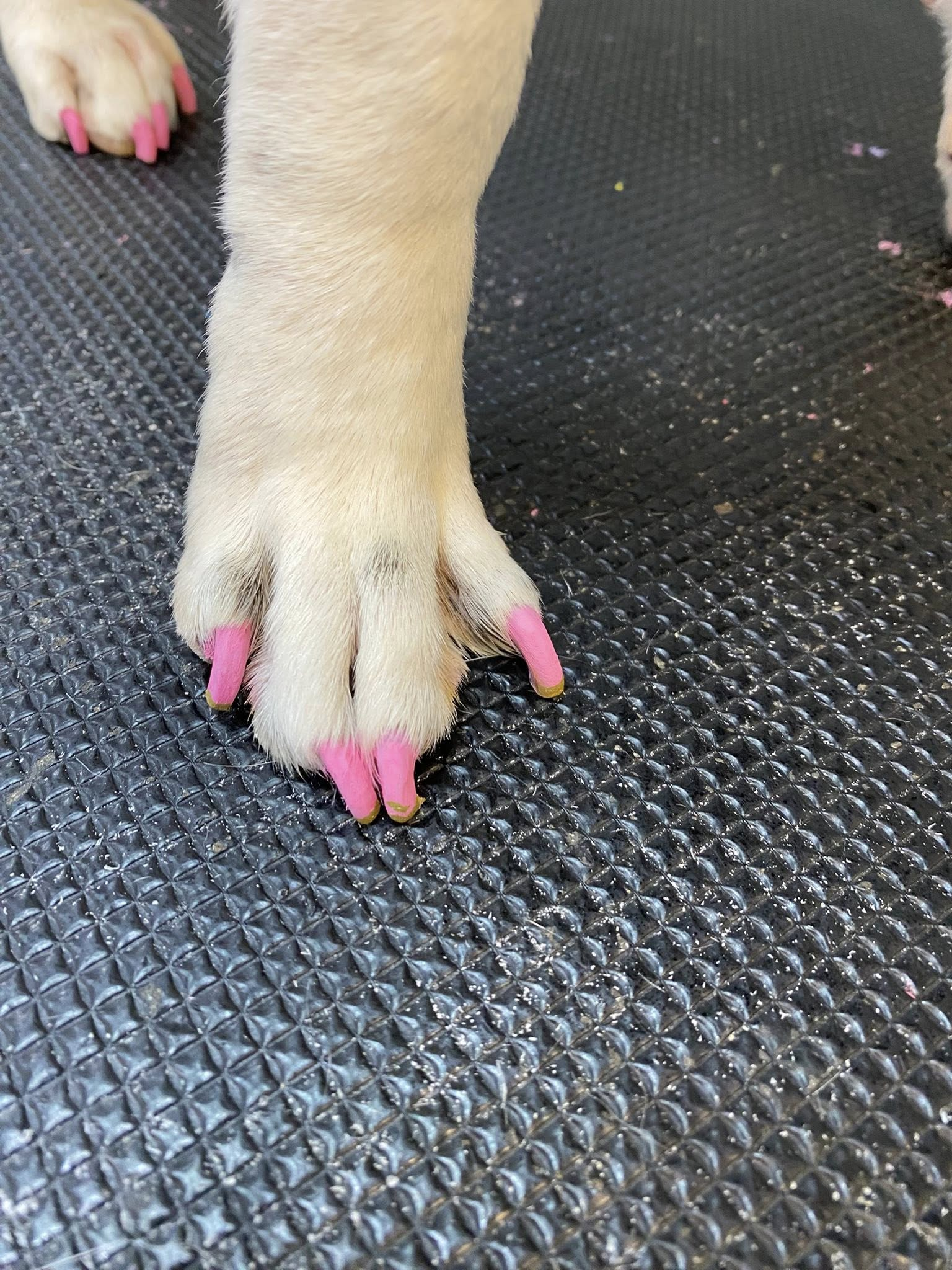 Dog paw with pink nail caps on a textured black surface.