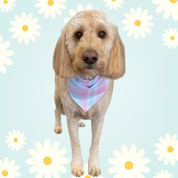 Goldendoodle wearing a plaid bandana, standing against a light blue background with daisy flowers.
