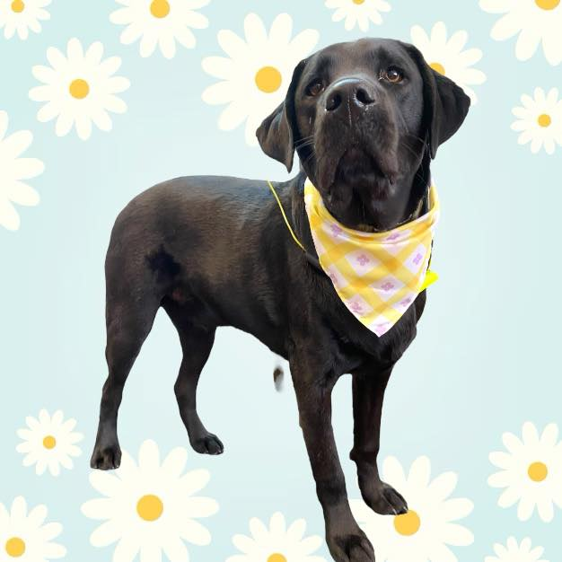 Black Labrador dog wearing yellow floral bandana, looking upward against daisy backdrop.
