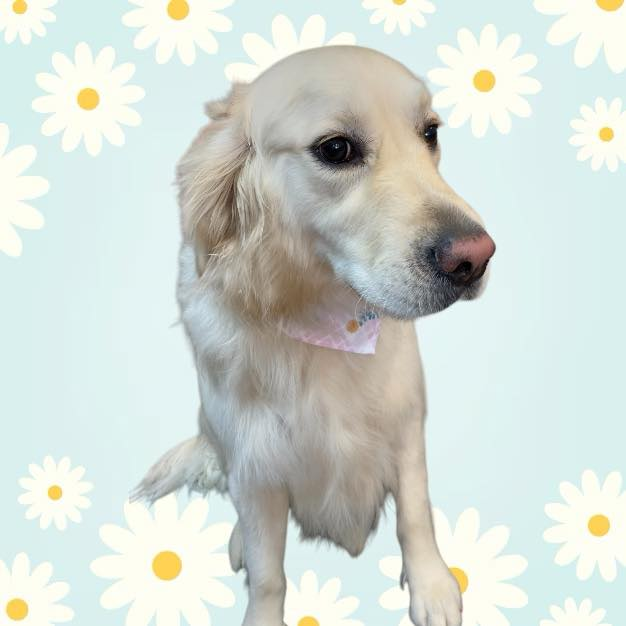 Golden retriever dog wearing a pink bandana, sitting with a soft, thoughtful expression, in a background of white daisy flowers on light blue.