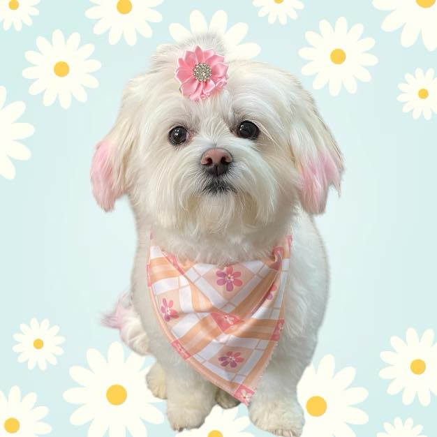 White Maltese dog wearing a pink flower headband and bandana, against a daisy backdrop.