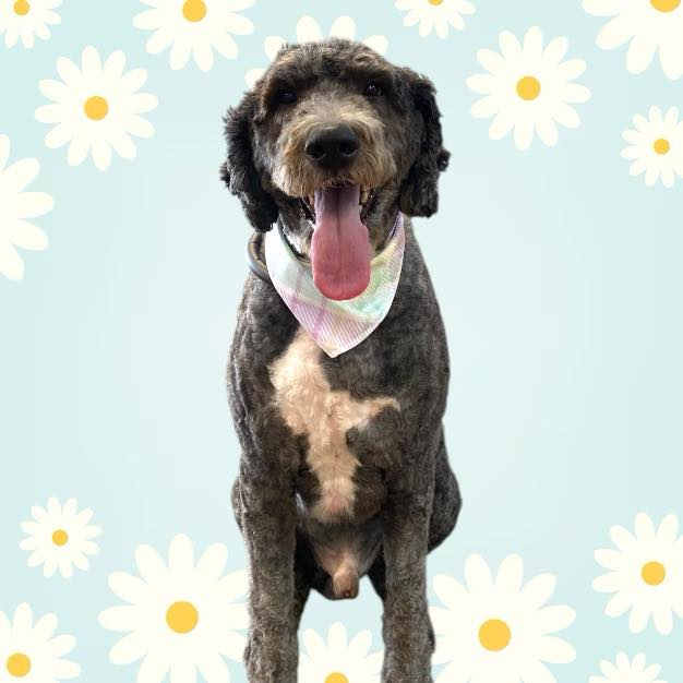 Smiling, fluffy dog with a white chest, wearing a patterned bandana, against a light blue background with daisies.