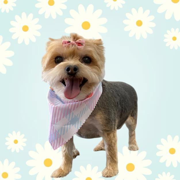 Yorkshire Terrier with a pink bow and scarf, smiling, against a daisy background.