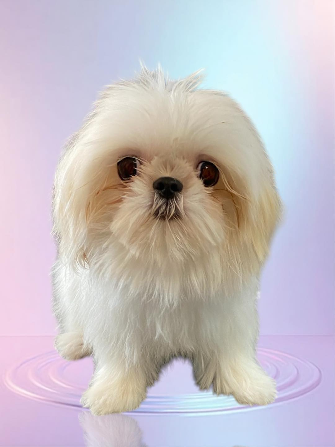 Cream-colored Shih Tzu dog with a fluffy face and big eyes, standing on a platform, looking forward.