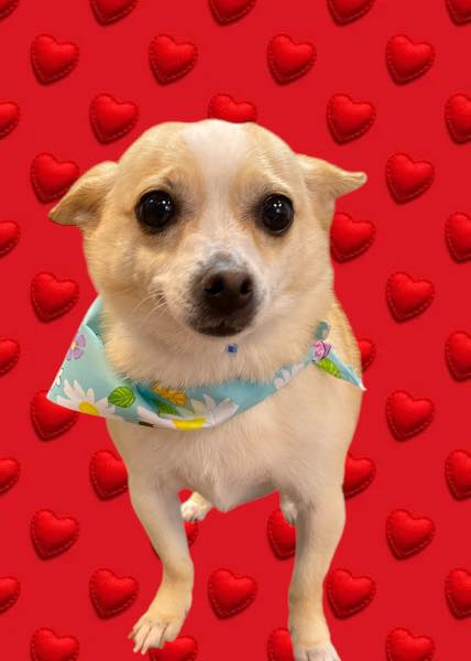 Small tan and white dog wearing a floral bandana, standing against a red background of heart shapes.