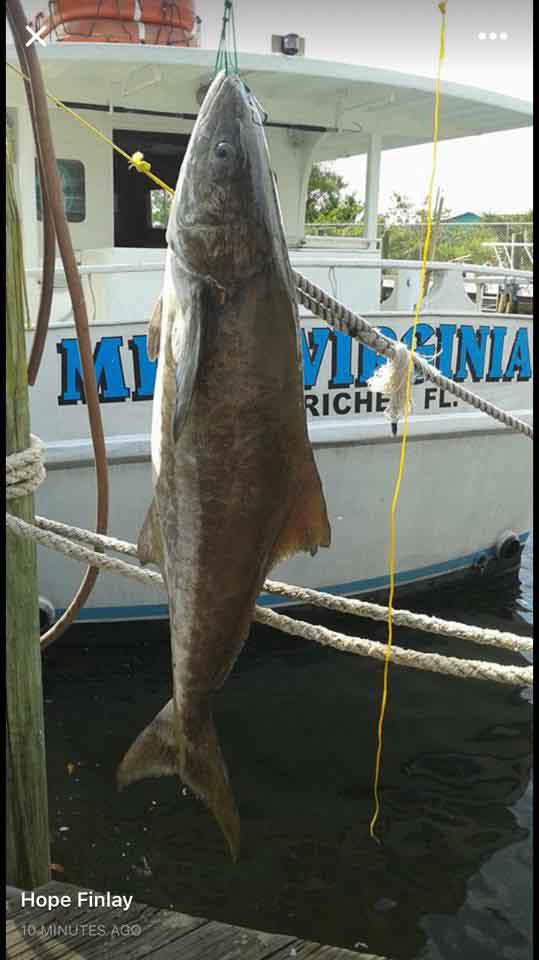 deep-sea-fishing-gallery-tarpon-springs-fl-miss-virginia