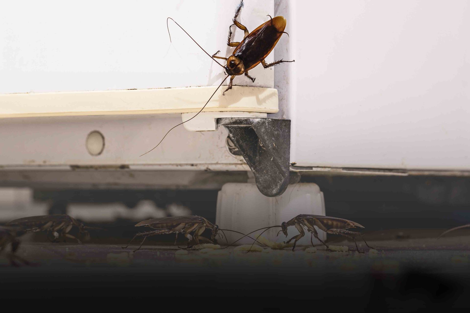 Cockroach Elimination