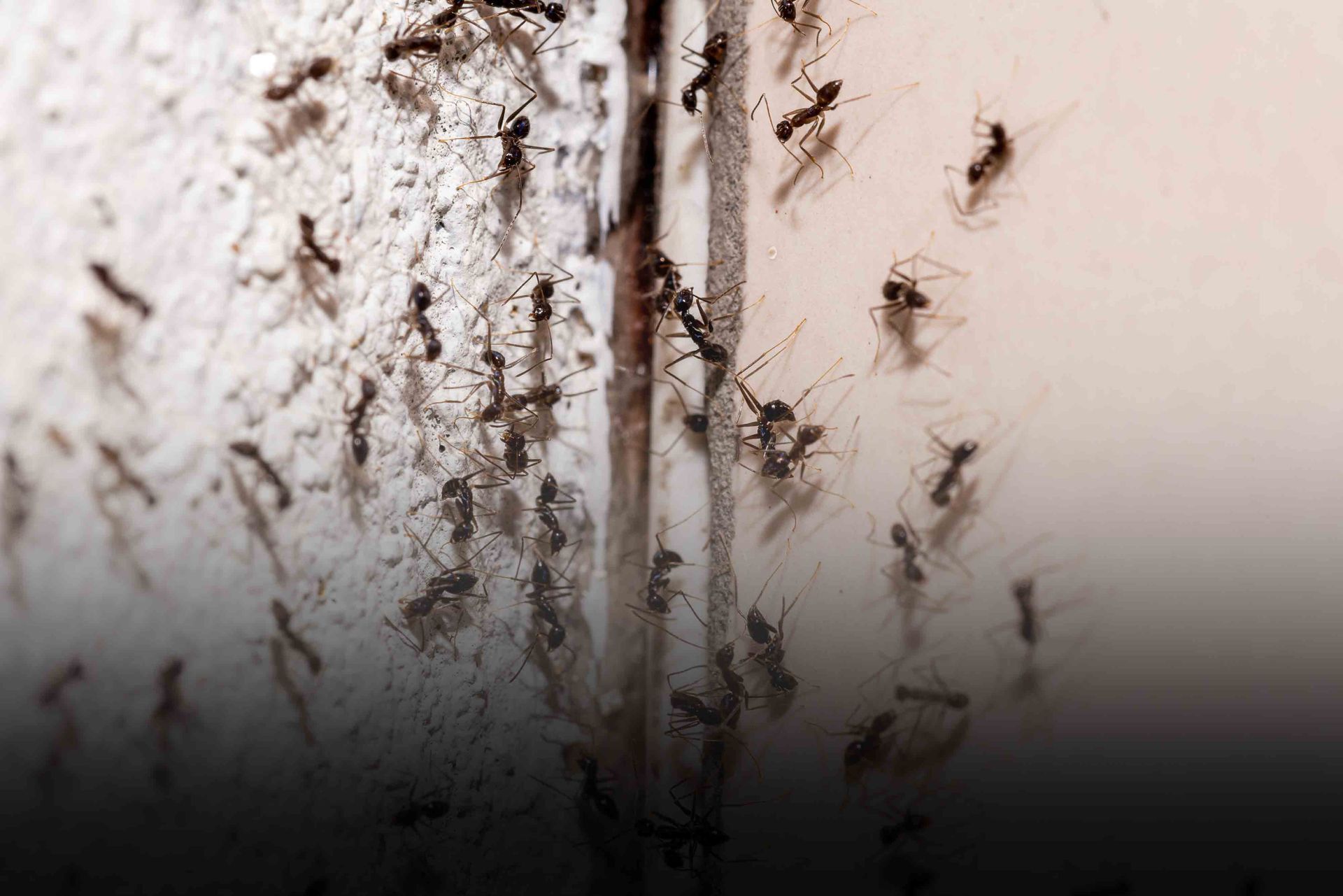 Ant Control