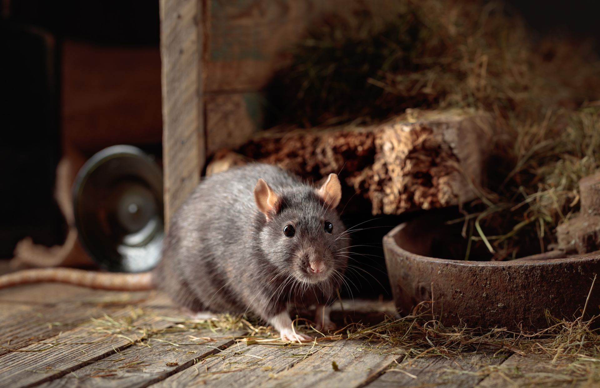 Rodent Elimination Services