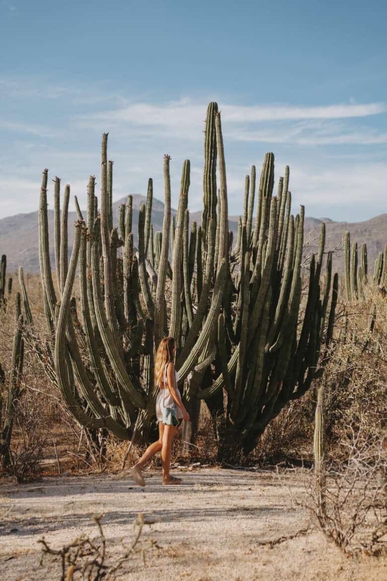 Woman poses near tall cactus in a desert landscape under a blue sky.