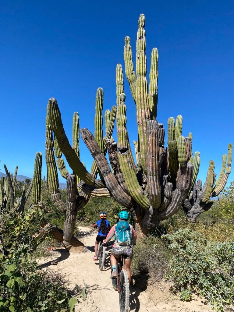 Two people on mountain bikes ride on a dirt path under large cacti, blue sky overhead.