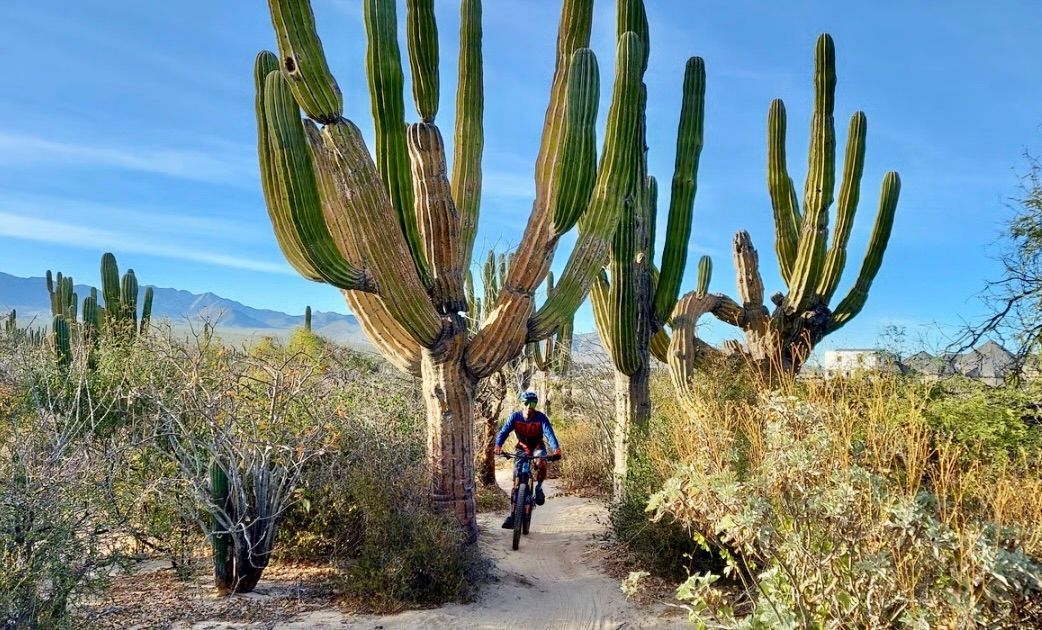 Mountain biker rides trail through desert landscape with large cacti and blue sky.