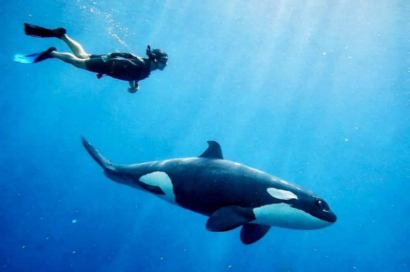 Person snorkeling near a large orca whale in blue ocean water.
